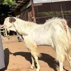 تيس فحل