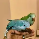 كويكر الازرق والاخضر كلهم 1500