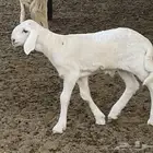 فحل ساكني. صنف ومنتج