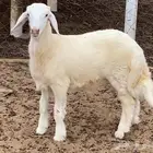 خروف للبيع