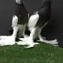 طبه نفاخ مسوبع 