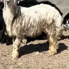 للبيع خروف نجدي رملي مشروع فحل