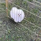 بومرينين ابيض ثلجي فخم جدا