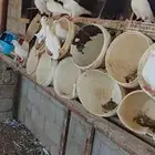 حمام للبيع