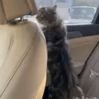 قط أليف للتبني