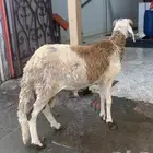 ذبايح تربايه سواكني نظيفه شرط باسعار رمزيه