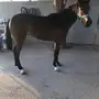 مهره شعبية للبيع 