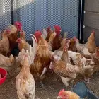 دجاج فيومي اورنج بياض