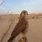 مطلوبب باشق للبيع