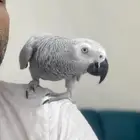 كاسكو الفاتح (الثلجي)