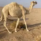 للبيع حاشي تربيه طيب قعود