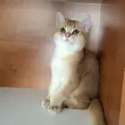 قط سكوتش ستريت للبيع