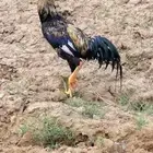 مطلوب ديك بكستاني