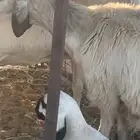 خلفات ثنتين