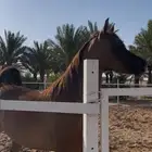 مهره واهو حفيدة البطل العالمي كحيل الشقب