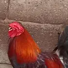 ألف