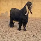 للبيع فحل عارضي