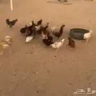 دجاج