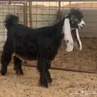 جذعات خصم