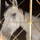 حصان شعبي