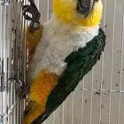 مطلوب ببغاء كايك ذكر محلل يفضل سبق له الانتاج