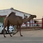 خفوت صفرا رباع