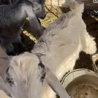 تيوس للبيع بالمجمعه