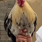 ديك كفو بلدي ابو تاج