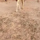 تم البيع اقدمو ياعشاقه الزين حواره كفوو وضحا