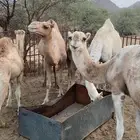 ابل للبيع رقم التواصل