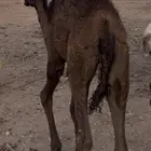 قعود مجهم طايش عمره 5 شهور