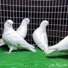 حمام لونق كلين