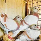 خبير ومعلم فى مجال الحمام وعمل دراسة جدوى للمشروع