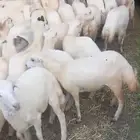 غنم رفيدات رخال