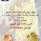 متوفر صوص لاحم بالحجز المسبق اي كميات