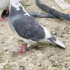 Al hasa al uyoun sanniya