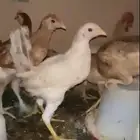 دجاج بلدي صحة الحمدلله شرط