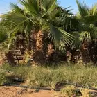 نخل واشنطن ابو مروحه للفلل والاستراحات