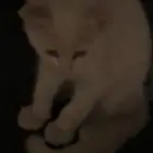 تبني