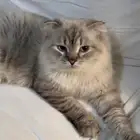 قط ذكر للتبني