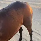 حصان