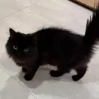 قطط تبني