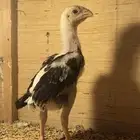 صيصان شامو