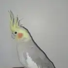 زوج كروان اليف متكلم