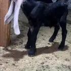 تيس مشروع فحل عارضي معرف خصم