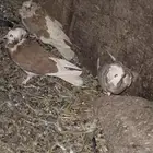 حمام بالجيكي