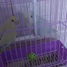 جوز روز