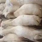 رخال رفيدات للبيع اوفر لكم العدد المطلوب التواصل واتساب