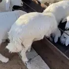 يوجد ذبائح للبيع كبير وسط وصغير