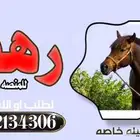 زفات شيخه الليالي